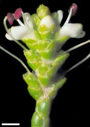 Veronica propinqua. Terminal inflorescence, showing anterior calyx lobes free for most of their length. Scale = 1 mm.
 Image: W.M. Malcolm © Te Papa CC-BY-NC 3.0 NZ